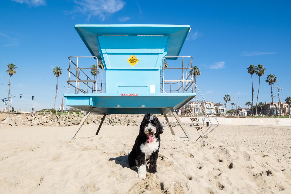 Huntington Dog Beach