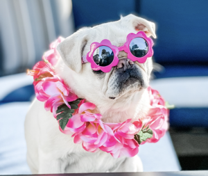 Waterfront Dog